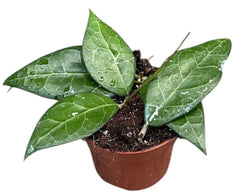 Hoya Verticillata Lampung House Plant 10,5 cm Pot