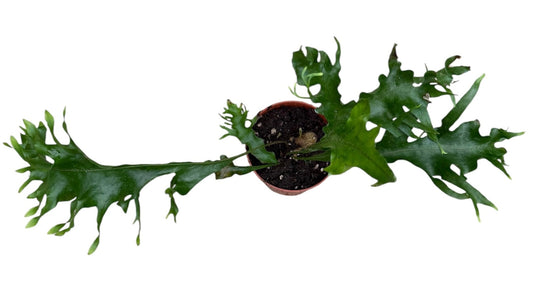 Drynaria Quercifolia Poonsak House Plants 8cm Pot