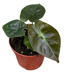 Alocasia Golden Bone 8cm Pot 15cm Height House Plant