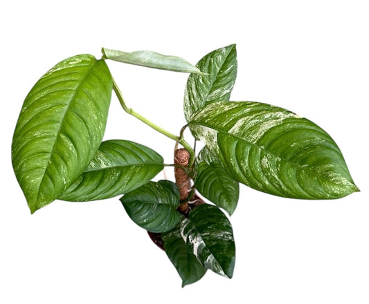 Rhaphidophora Puberula Variegata on Mosspole 10.5cm Pot House Plant