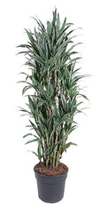 155 - 165cm Dracaena Warneckei 34cm Pot House Plant