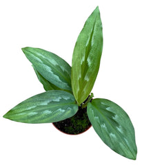 Kaempferia Rotunda House Plant 8cm Pot