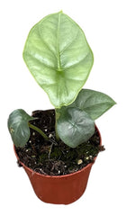 Alocasia Puncak Borneensis 8cm Pot 15cm Height House Plant