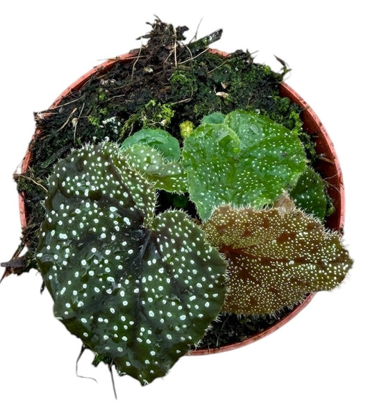 Begonia Curtisii Galaxy House Plant 8cm Pot