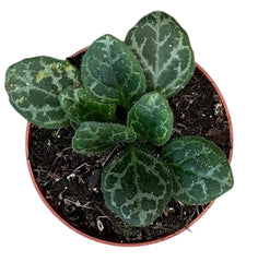 Primulina Yungfuensis 8cm Pot 15cm Height House Plant