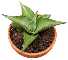 Sansevieria Manee Thawee 8cm Pot House Plant