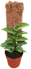 Rhaphidophora Korthalsii Variegata 14cm Pot House Plant