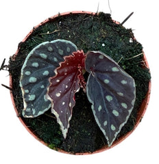 Begonia Fire Fly 8cm Pot 15cm Height House Plant