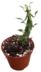 Ceropegia Simoneae House Plant 8cm Pot