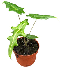 Alocasia Portei 10.5cm Pot 15cm Height House Plant