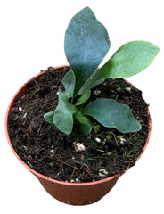 Microsorum Siamensis 8cm Pot 10cm Height House Plant