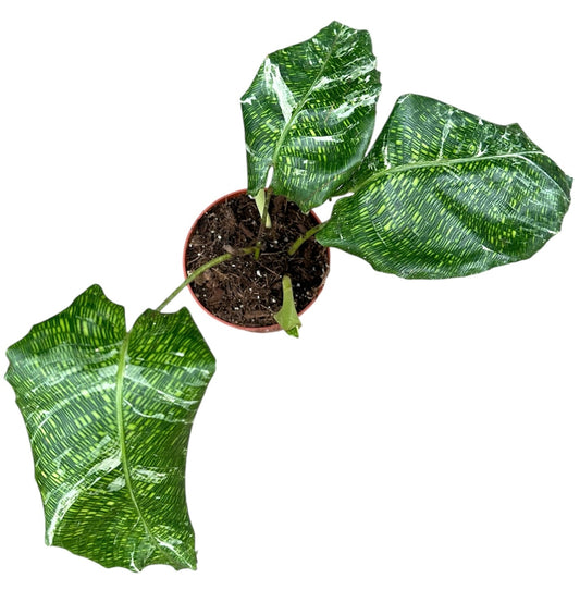 Calathea Musaica Variegata 10.5cm Pot House Plant
