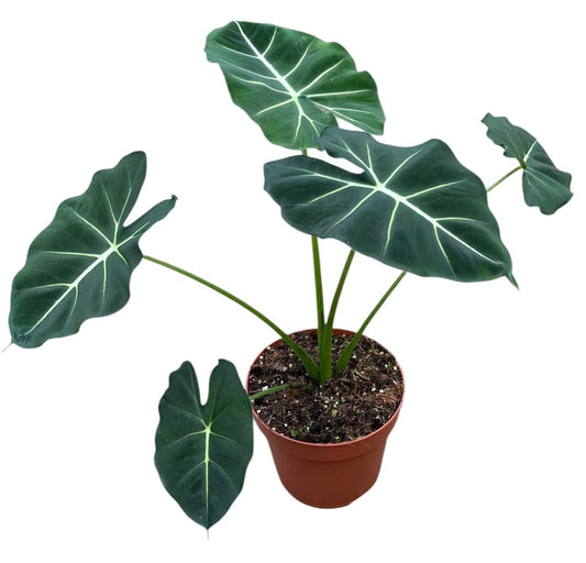 Alocasia Micholitziana Round Type 17cm Pot 45cm Height House Plant