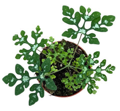 Adenia Perrieri House Plant 8cm Pot
