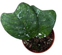 Hoya Deykeae 8cm Pot 10cm Height House Plant