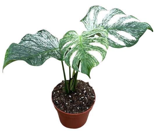 25 - 35cm Monstera Devil Monster 17cm Pot House Plant
