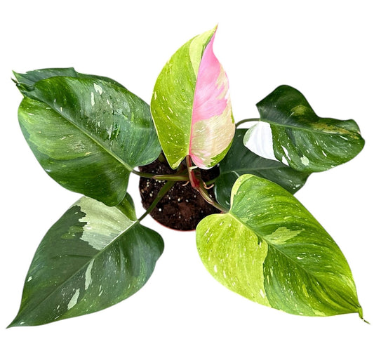 Tricolour Philodendron Fresh Aurea 17cm Pot House Plant