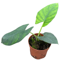 Alocasia Scabriuscula 10.5cm Pot 15cm Height House Plant