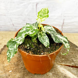 Ficus Aspera Variegata Variegated 10cm Pot House Plant