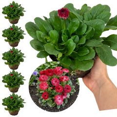 Bellis Habanera Red | 3 or 6 1L Pots