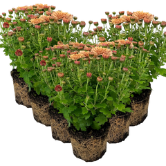 Chrysanthemum Orange | 3 or 6 1L Pots