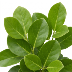 1 Large Hedge Plant - Griselinia Littoralis, Outdoor Garden Ready, 2L Pot