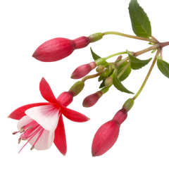 Fuchsia Diva Red and White | 3 or 6 1L Pots