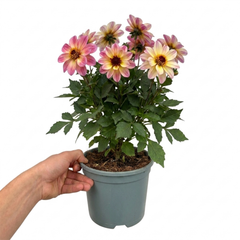 1 Large Plant - Dahlia Dahlegria Tricolour, Ready to Plant in Your Garden, 3L