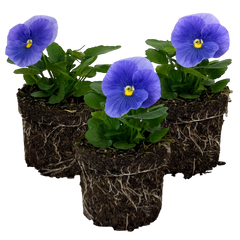 Upright Pansy Delta Pro Clear Light Blue | 3 or 6 1L Pots