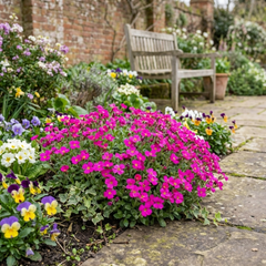Aubrieta Florado Neon Pink, Ready to Plant in Your Garden, 1L