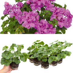 Geranium Sunflair Amethyst | 3 or 6 Large Plants