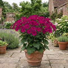 Large Senetti Plant - Pericallis Pop Epic Cerise, Bright Summer Flowering, 6.5 Litre Root-Ball