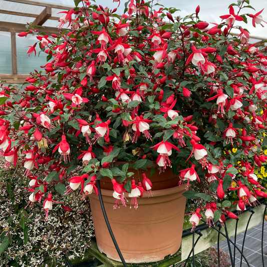 Fuchsia Diva Cherry and White | 3 or 6 1L Pots