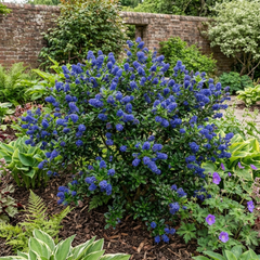 Ceanothus Skylark Plant, Hardy Blue Flowering Evergreen Shrub, California Lilac, Litre Root-Ball