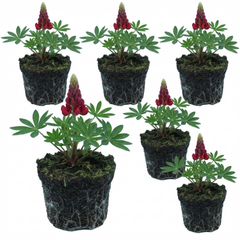 Lupin Legendary Red Hardy Perennial Plants, Summer Flowering, Bee Friendly Lupins, Outdoor Garden Ready, 1 Litre Root-Ball