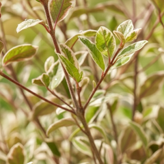 Lophomyrtus Magic Dragon | 3L Pot