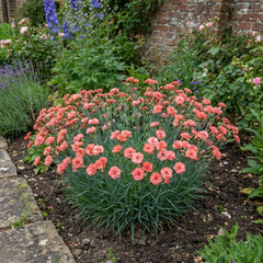 1 Cottage Pink Dianthus Sugar Coral, Hardy Fragrant Perennial, Garden Ready, 5 Litre Root-Ball