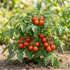 Set of 3 or 6 Large Plants - Tomato Losetto Variety, Ready to Plant in Your Garden, 10.5 cm
