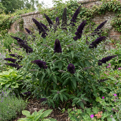 Buddleia Black Knight Plant, Purple Butterfly Bush, Hardy Outdoor Garden Shrub, 2L Root-Ball