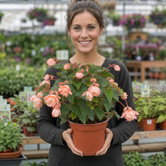 1 Large Plant - Begonia Fragrant Falls Peach, Outdoor Garden Ready, 2L Pot
