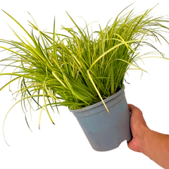 Acorus Ogon | 2L Pots