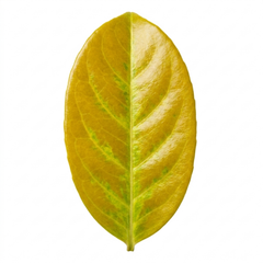 1 Ligustrum Aureum Golden Privet Hedge Plant, Evergreen Garden Ready, 7.5 Litre Root Ball