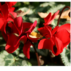 Cyclamen Silver Leaf Scarlet | 3 or 6 1L Pots