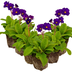 Polyanthus Stella Pheasant Eye | 3 or 6 1L Pots