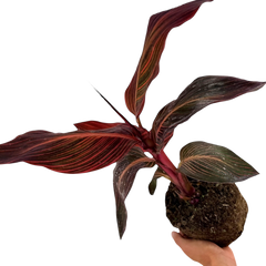 Verdant Living Canna Tropicanna Live Plant in 3L Pot. Tropical Canna Lily with Multicoloured Foliage & Summer Flowers. Well Established Plant. Suitable for Patios, Borders, Containers & Garden Beds