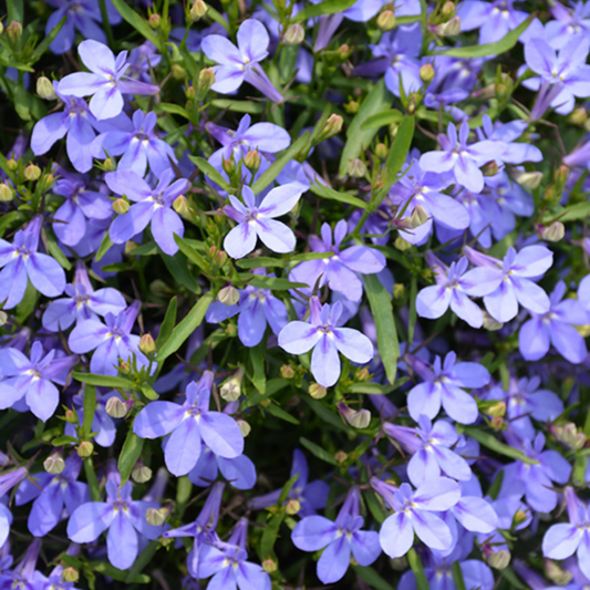 Set of 3 or 6 Large Lobelia Plants - Hot WaterBlue Improved, Ready to Plant in Your Garden