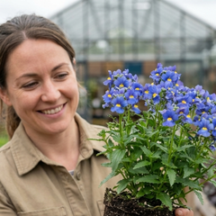 Nemesia Nuvo Blue, Ready to Plant in Your Garden