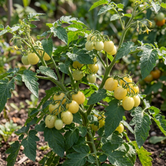 Set of 3 or 6 Large Plants - Tomato Lemon Sherbet, Ready to Plant in Your Garden, 10.5 cm