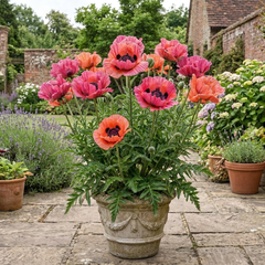 1 Oriental Papaver Bolero Perennial Poppy Plant, Summer Flowering, Garden Ready, 3 Litre Root Ball