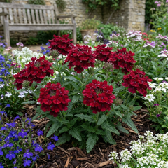 Verbena Trailing Deep Red Plants, Summer Flowering Bedding, Hanging Basket & Outdoor Garden Ready, 10.5cm Root Ball
